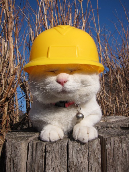 cat-in-construction…